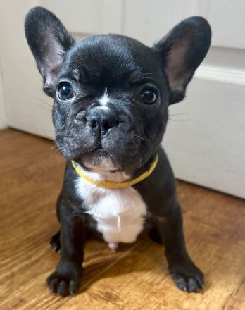 Zuckersüße Französische Bulldoggen Welpen dürfen Ausziehen !