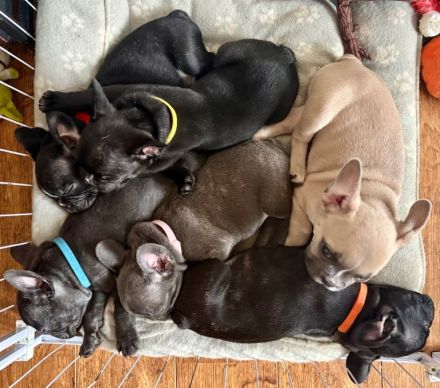 Zuckersüße Französische Bulldoggen Welpen dürfen Ausziehen !
