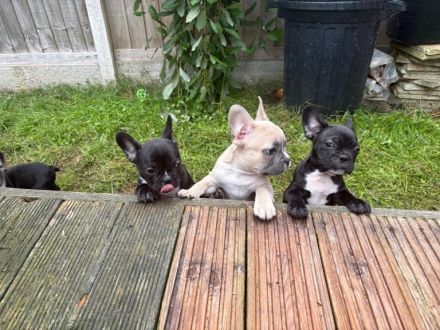 Zuckersüße Französische Bulldoggen Welpen dürfen Ausziehen !