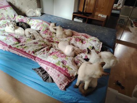 Ragdoll und Ragdollmixe
