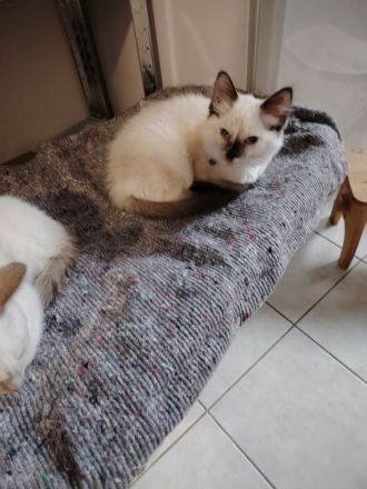 Ragdoll und Ragdollmixe