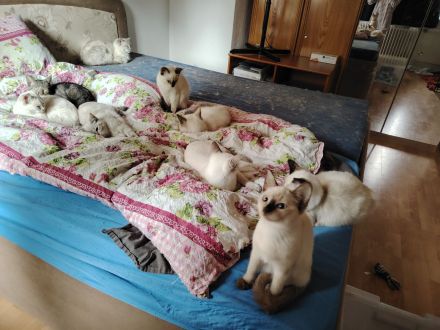 Ragdoll und Ragdollmixe