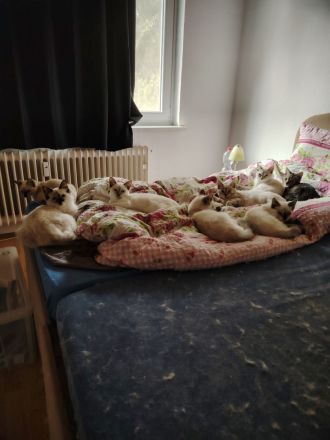 Ragdoll und Ragdollmixe