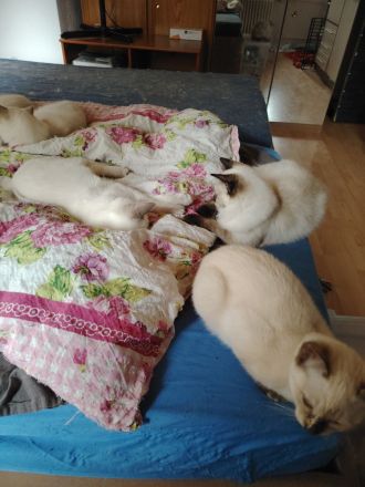 Ragdoll und Ragdollmixe