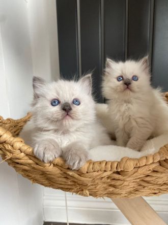 wunderschönen Ragdoll-Kitten
