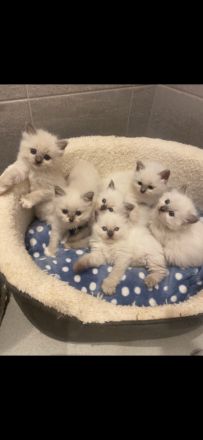 wunderschönen Ragdoll-Kitten