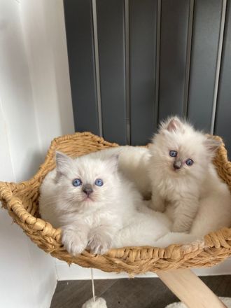 wunderschönen Ragdoll-Kitten