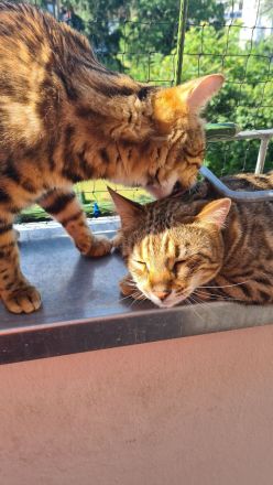 Zwei Bengalkater suchen ein neues Zuhause