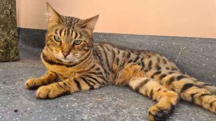 Zwei Bengalkater suchen ein neues Zuhause