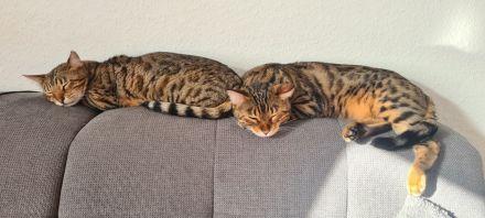 Zwei Bengalkater suchen ein neues Zuhause