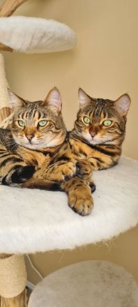 Zwei Bengalkater suchen ein neues Zuhause