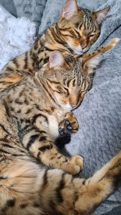Zwei Bengalkater suchen ein neues Zuhause