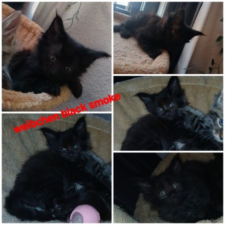 Noch 5 xxl maine coon kitten black smoke abholbereit