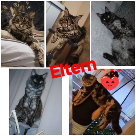 Noch 5 xxl maine coon kitten black smoke abholbereit