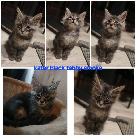 Noch 5 xxl maine coon kitten black smoke abholbereit