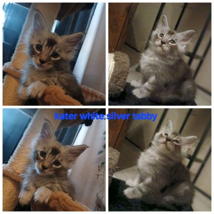 Noch 5 xxl maine coon kitten black smoke abholbereit