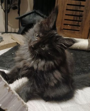 Noch 5 xxl maine coon kitten black smoke abholbereit