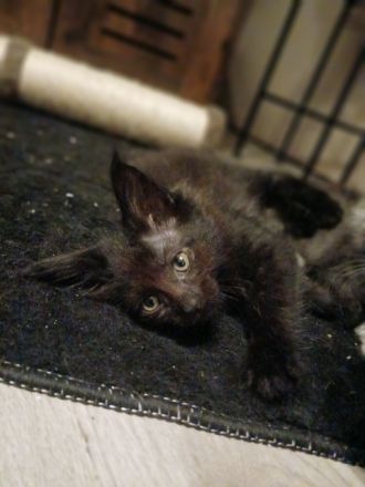 Noch 5 xxl maine coon kitten black smoke abholbereit