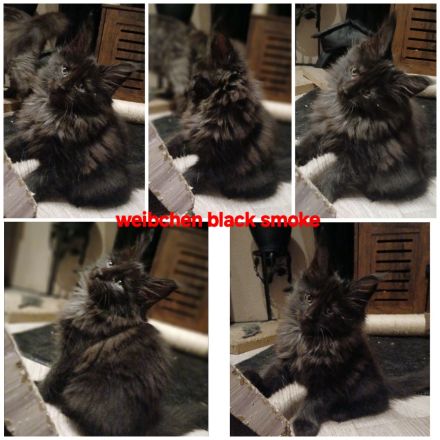 Noch 5 xxl maine coon kitten black smoke abholbereit