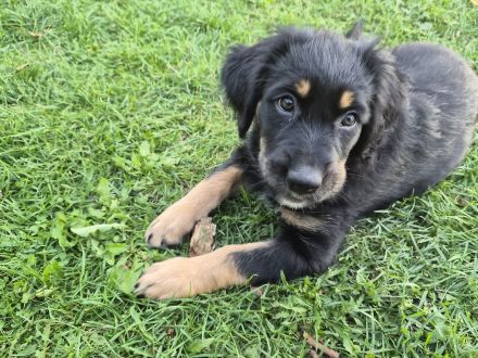 Australien Shepherd Briard Welpen -Wäller
