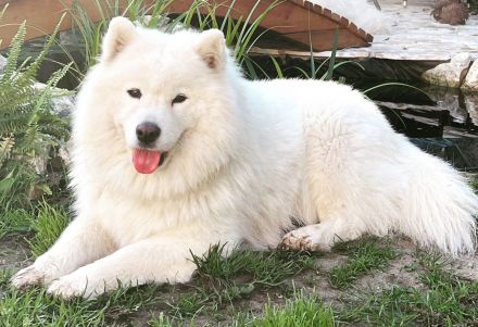 Annie sucht ein liebevolles Zuhause fürs Leben