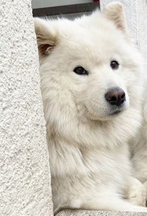 Annie sucht ein liebevolles Zuhause fürs Leben