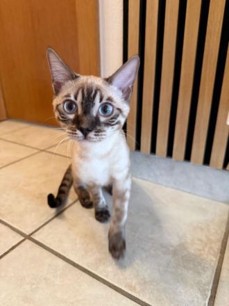 Junges Bengal Weibchen mit Stammbaum