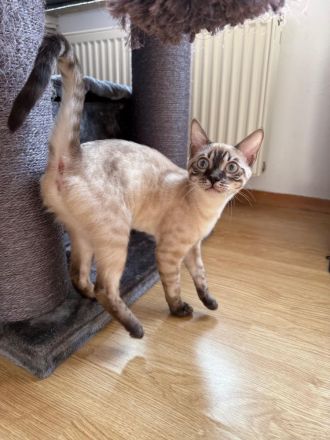 Junges Bengal Weibchen mit Stammbaum