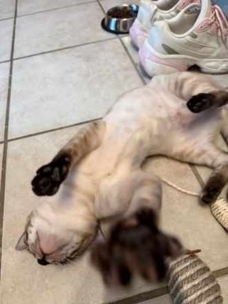 Junges Bengal Weibchen mit Stammbaum