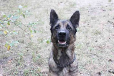 Juno, Deutscher Schäferhund, geb. ca. 2023, wünscht sich eine kombinierte Haus und Hofhaltung