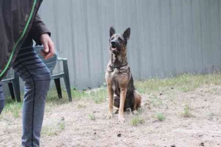 Juno, Deutscher Schäferhund, geb. ca. 2023, wünscht sich eine kombinierte Haus und Hofhaltung