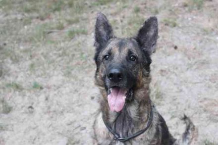 Juno, Deutscher Schäferhund, geb. ca. 2023, wünscht sich eine kombinierte Haus und Hofhaltung