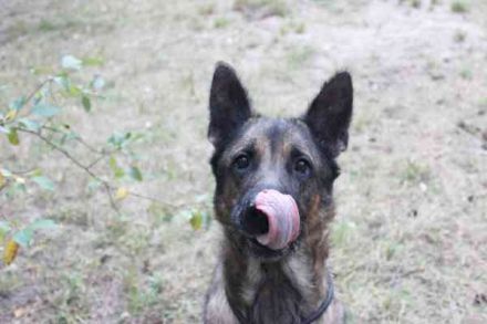 Juno, Deutscher Schäferhund, geb. ca. 2023, wünscht sich eine kombinierte Haus und Hofhaltung