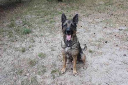 Juno, Deutscher Schäferhund, geb. ca. 2023, wünscht sich eine kombinierte Haus und Hofhaltung