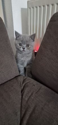 BKH Kitten in Blue