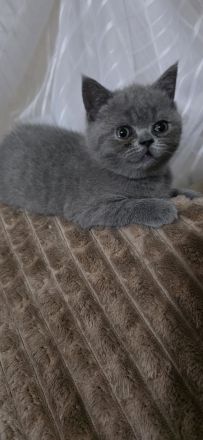 BKH Kitten in Blue