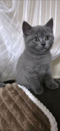 BKH Kitten in Blue