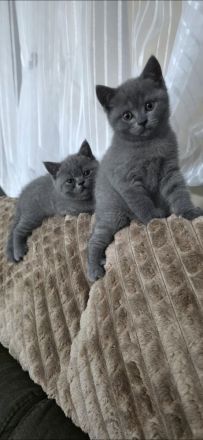 BKH Kitten in Blue
