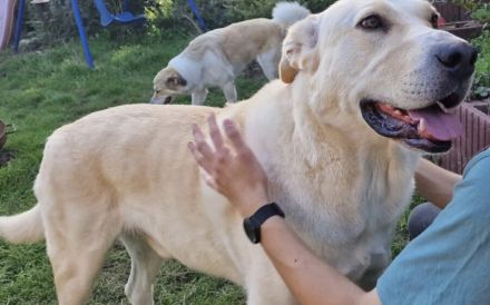 Gandalf sucht sein Für-Immer-Zuhause