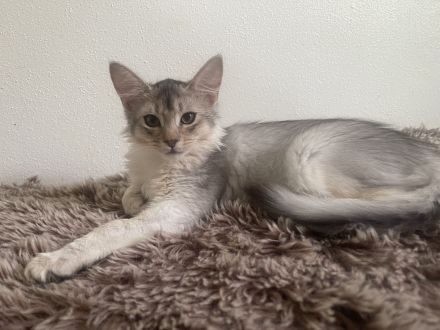 Somali Kitten Oktober 2026