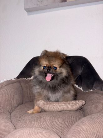 Reinrassigen pomeranian zwergspitz