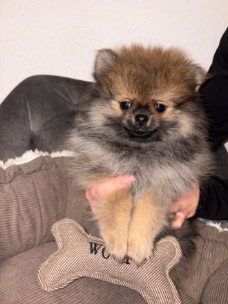 Reinrassigen pomeranian zwergspitz