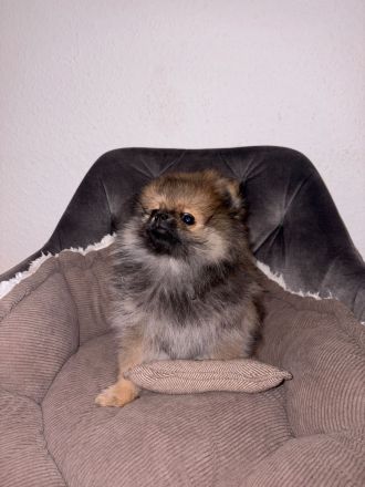 Reinrassigen pomeranian zwergspitz