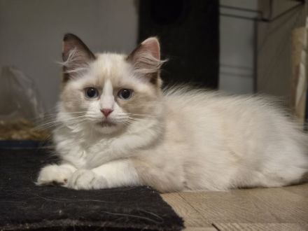 Großer Kitten-Alarm: zauberhafte Kitten suchen ihr Für-Immer-Schloss!