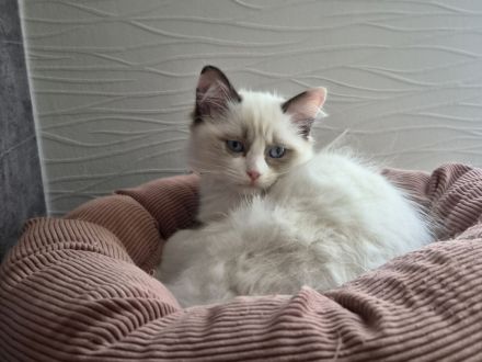 Großer Kitten-Alarm: zauberhafte Kitten suchen ihr Für-Immer-Schloss!