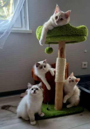 Großer Kitten-Alarm: zauberhafte Kitten suchen ihr Für-Immer-Schloss!