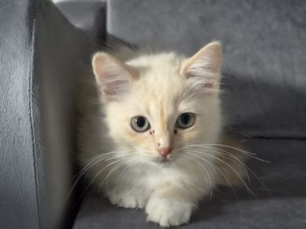 Großer Kitten-Alarm: zauberhafte Kitten suchen ihr Für-Immer-Schloss!