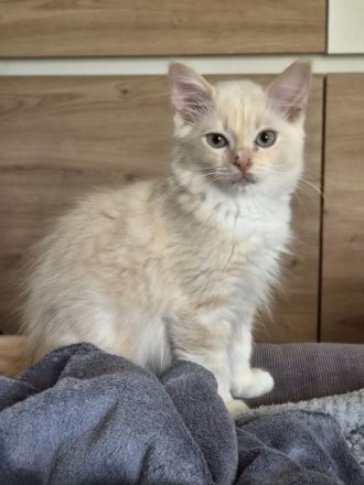 Großer Kitten-Alarm: zauberhafte Kitten suchen ihr Für-Immer-Schloss!