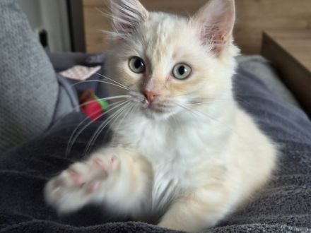 Großer Kitten-Alarm: zauberhafte Kitten suchen ihr Für-Immer-Schloss!
