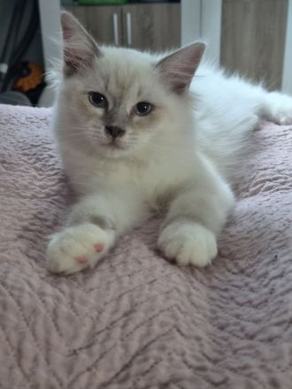 Großer Kitten-Alarm: zauberhafte Kitten suchen ihr Für-Immer-Schloss!